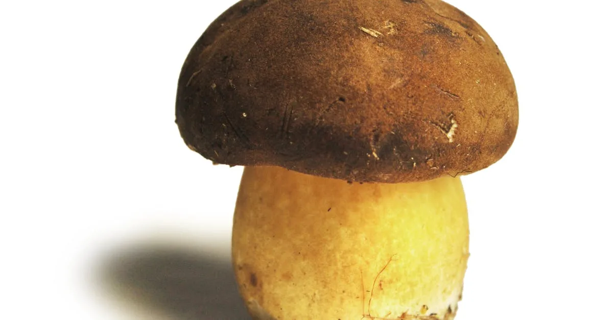 découvrez l'univers fascinant des champignons : variétés, bienfaits, recettes savoureuses et conseils pour les cueillettes. apprenez à apprécier ces trésors de la nature, qu'ils soient comestibles ou médicinaux!
