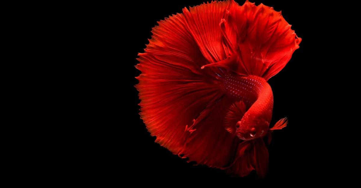 découvrez l'art du contraste : techniques, astuces et inspirations pour créer des œuvres saisissantes et percutantes. apprenez à jouer avec les couleurs, les textures et les formes pour donner vie à vos projets créatifs.