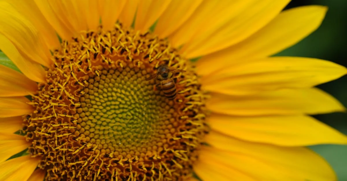 découvrez le coût d'une intervention professionnelle pour l'enlèvement des abeilles. informez-vous sur les tarifs, les facteurs qui influencent le prix et obtenez des conseils pour une élimination sécurisée et respectueuse de l'environnement.