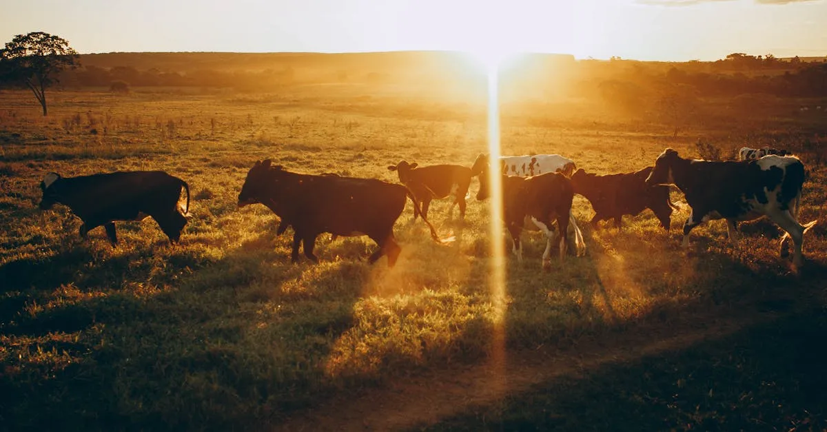 découvrez bertholet farm specialties, votre source de produits fermiers artisanaux de qualité, cultivés avec passion et respect de la nature.