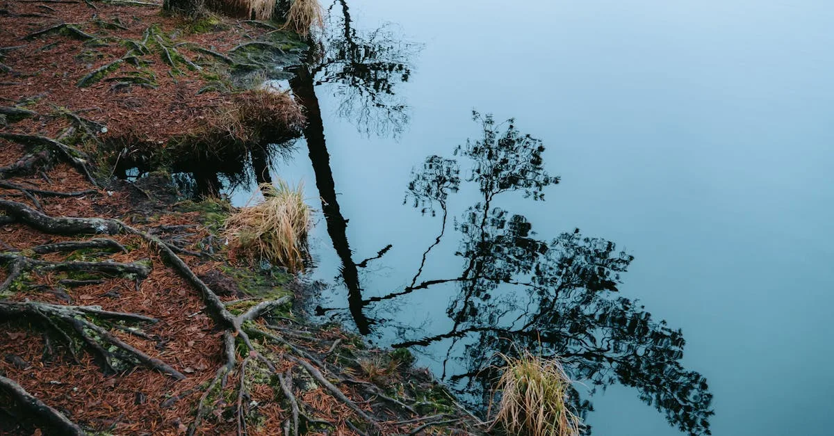 découvrez la durée d'efficacité de la terre de diatomée et ses usages pour un contrôle naturel des insectes et de l'humidité.