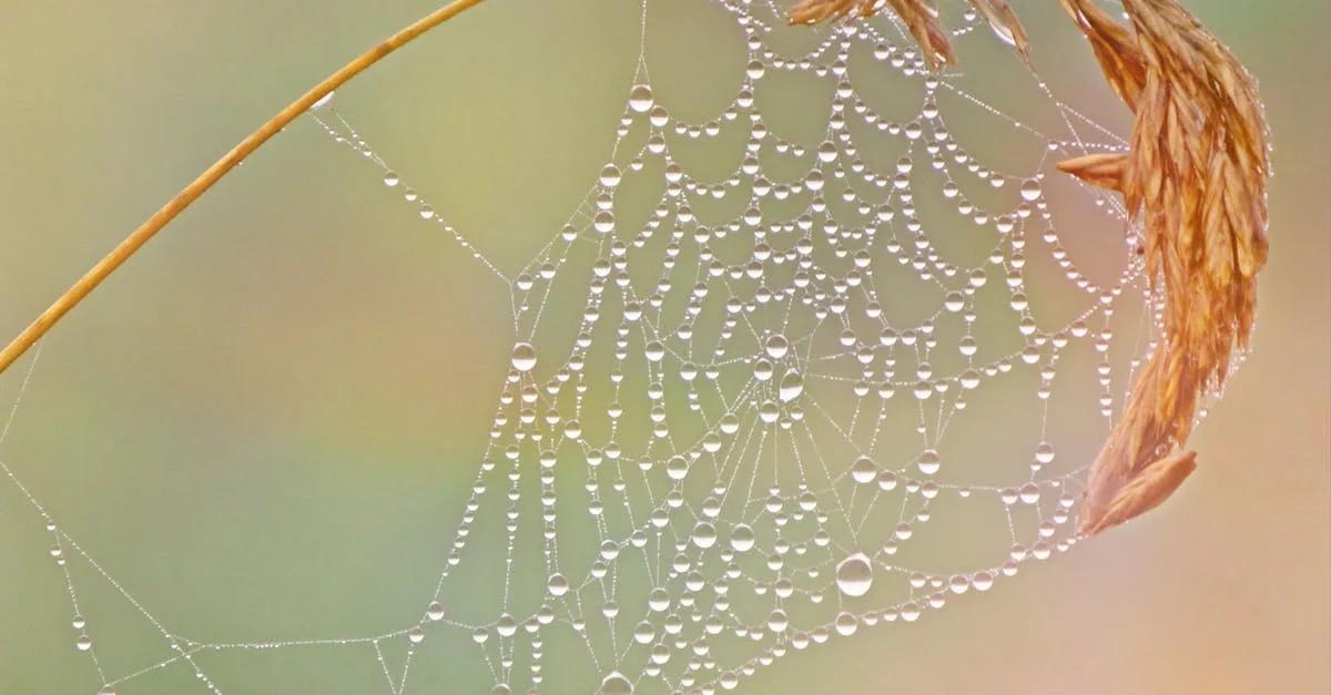 piège à moustiques efficace pour éliminer les moustiques et profiter d'un espace extérieur sans nuisibles. facile à utiliser et écologique.
