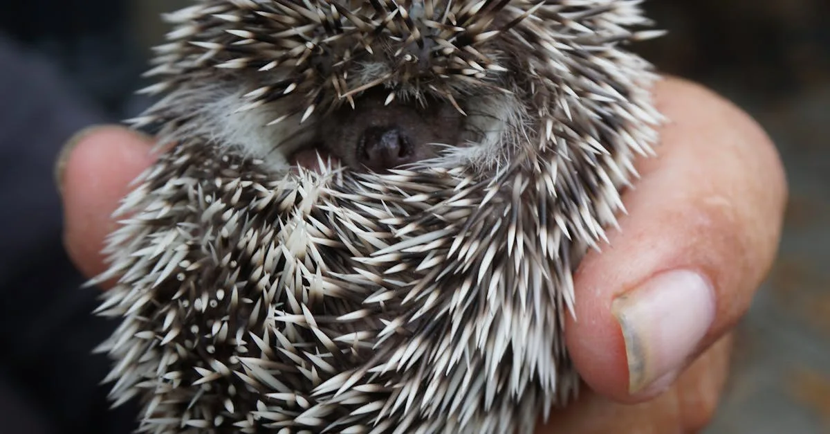 découvrez nos piscines naturalistes alliant esthétique et respect de l'environnement pour un espace aquatique naturel et harmonieux.