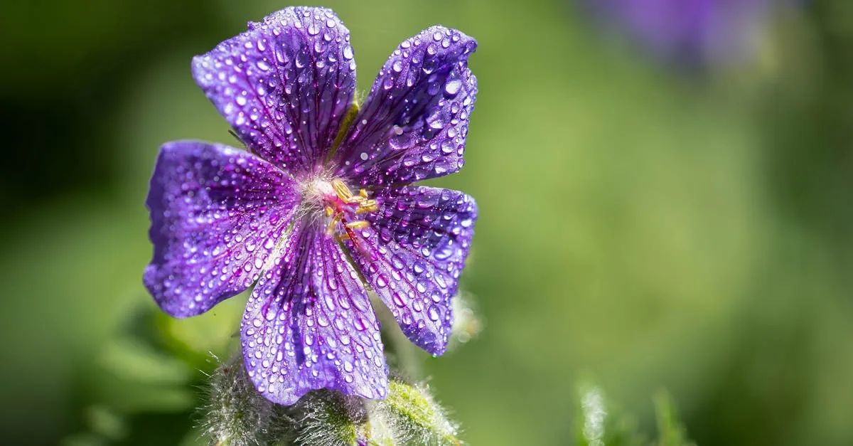 découvrez le géranium cranesbill, une plante robuste et élégante idéale pour embellir vos jardins avec ses fleurs colorées et sa croissance facile.