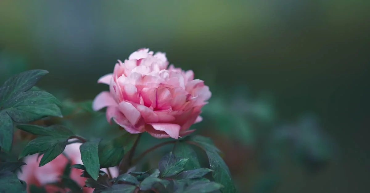 découvrez le cranesbill geranium, une plante vivace appréciée pour ses fleurs colorées et sa facilité d'entretien, idéale pour embellir votre jardin tout au long de l'année.