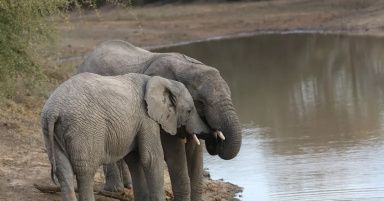découvrez notre large brumisateur d'eau, idéal pour rafraîchir vos espaces extérieurs rapidement et efficacement pendant les journées chaudes.